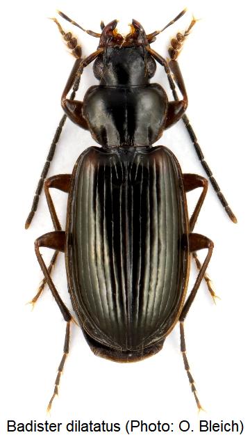 badister_dilatatus_hab.jpg