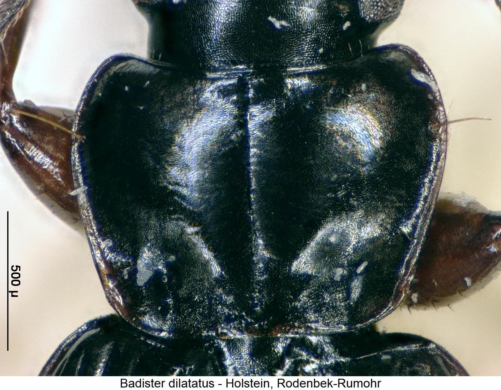 badister_dilatatus_hsch.jpg