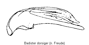 badister_dorsiger.gif