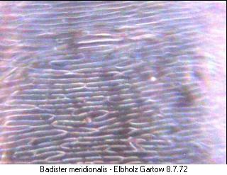 badister_meridionalis_ms.jpg