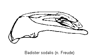 badister_sodalis.gif