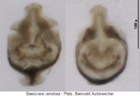 baeocrara_variolosa.jpg