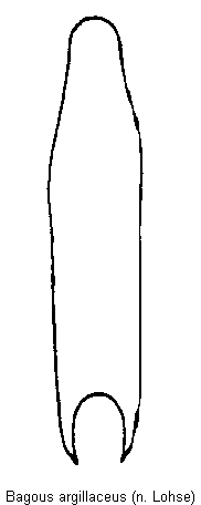 bagous_argillaceus.gif