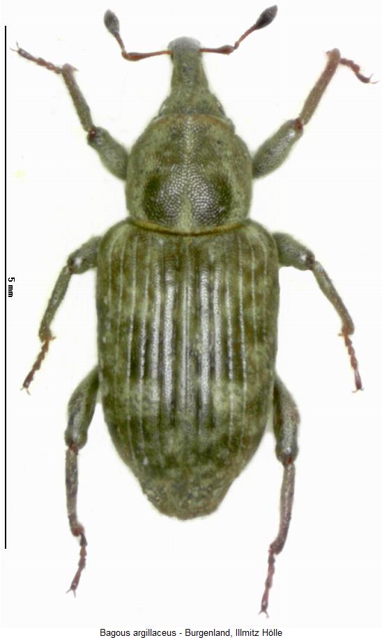 bagous_argillaceus_hab.jpg
