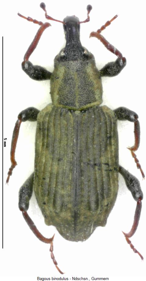 bagous_binodulus_hab.jpg