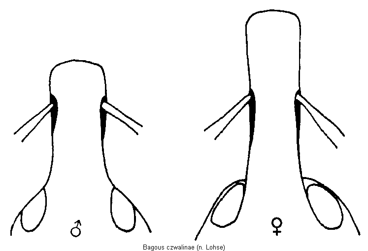 bagous_czwalinae_k.gif