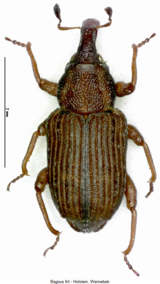 bagous_frit_hab.jpg