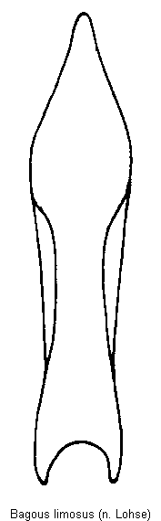 bagous_limosus.gif