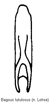 bagous_lutulosus.gif
