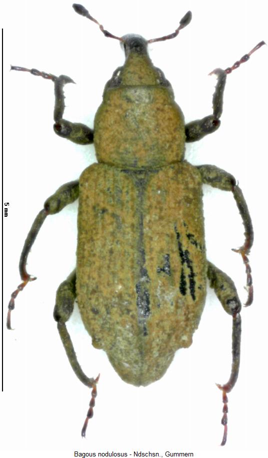 bagous_nodulosus_hab.jpg