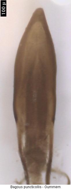 bagous_puncticollis2.jpg