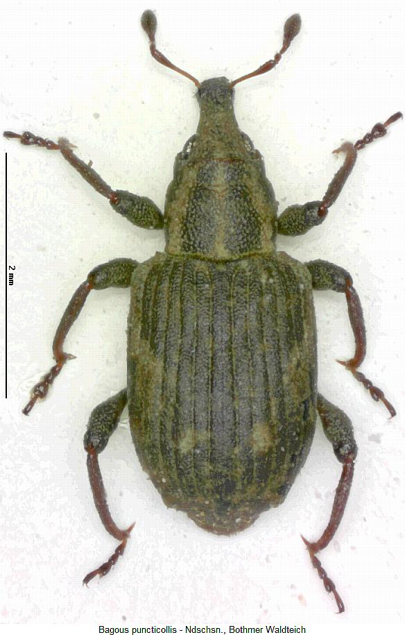 bagous_puncticollis_hab.jpg