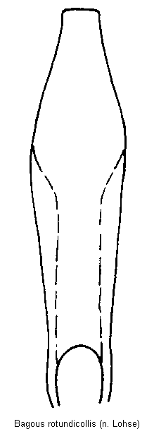 bagous_rotundicollis.gif