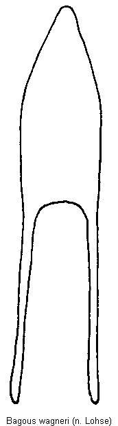 bagous_wagneri.gif