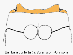 bambara_contorta_us.gif