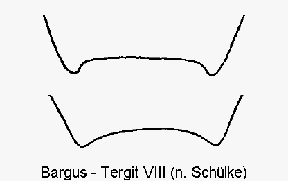 bargus__ter.gif