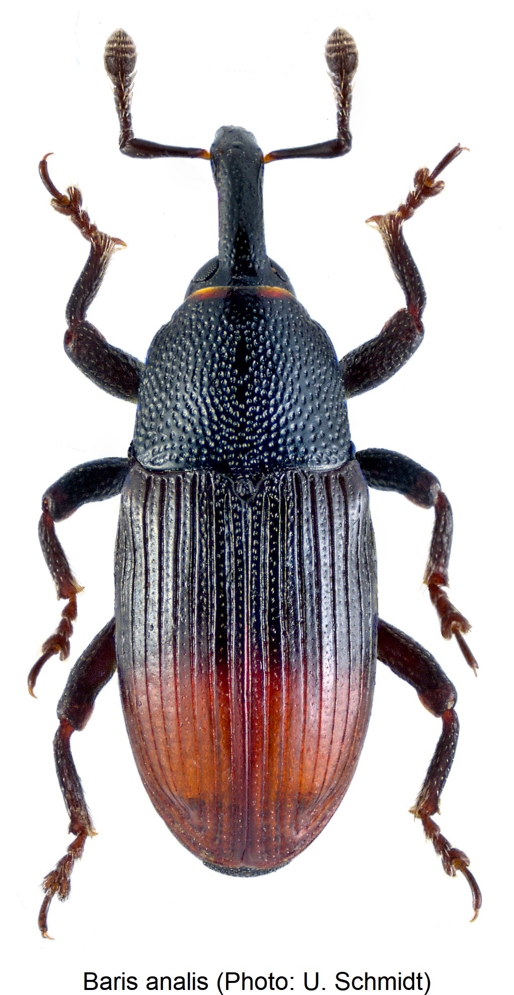 baris_analis_hab-1.jpg