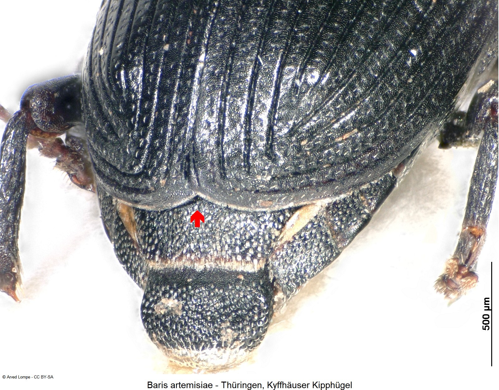 baris_artemisiae_ck17298_dec.jpg