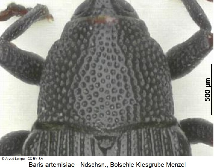 baris_artemisiae_hsch.jpg