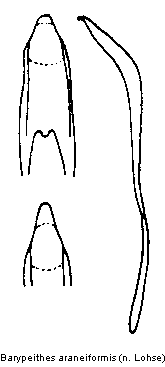 barypeithes_araneiformis.gif