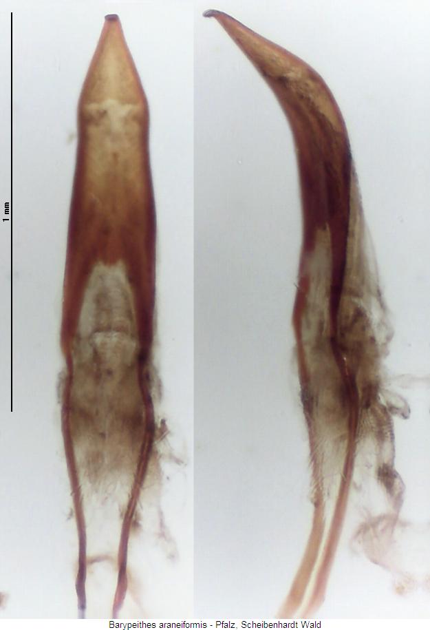 barypeithes_araneiformis3.jpg