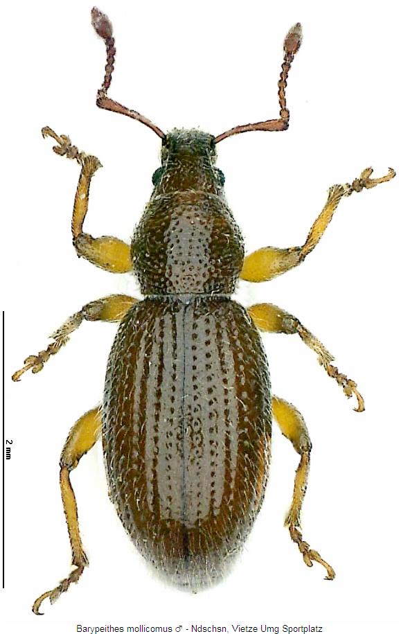 barypeithes_mollicomus_hab.jpg