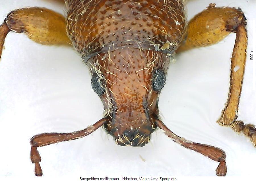 barypeithes_mollicomus_k.jpg