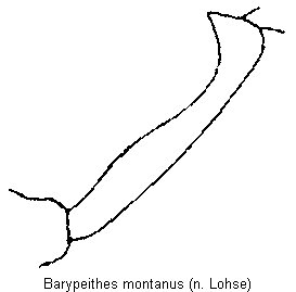 barypeithes_montanus_vschn.gif