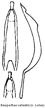 barypeithes_vallestris.gif