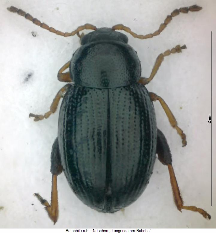 batophila_rubi_hab.jpg