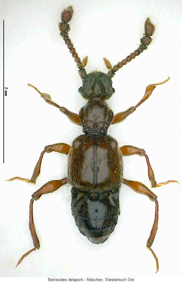batrisodes_delaporti_hab.jpg