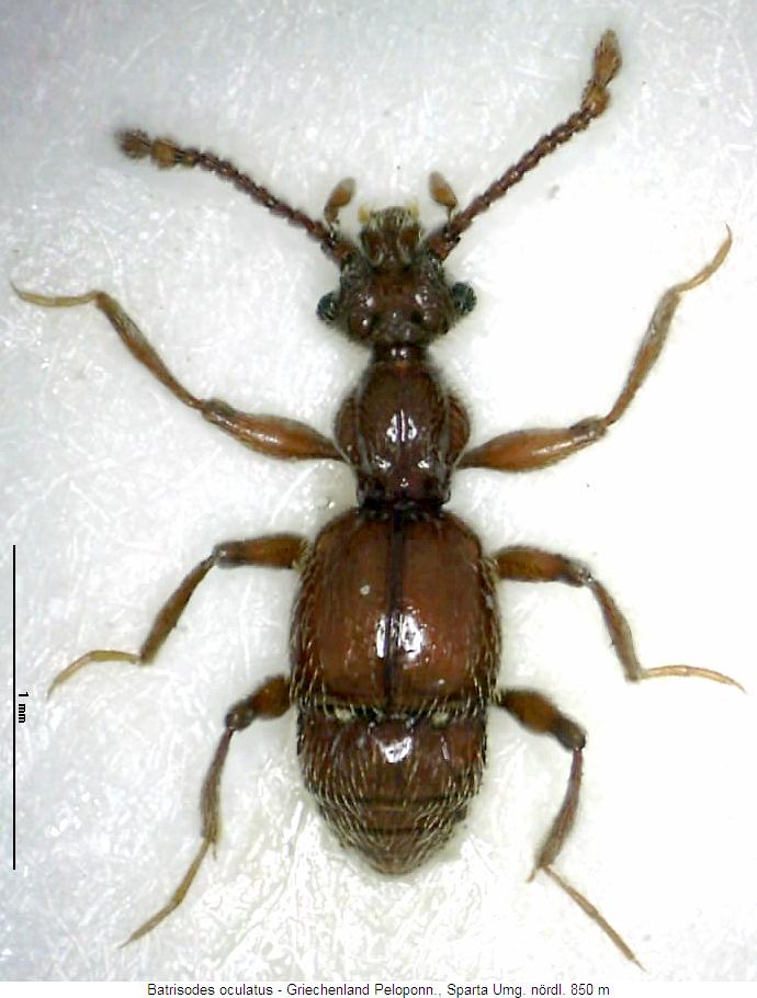 batrisodes_oculatus_hab.jpg