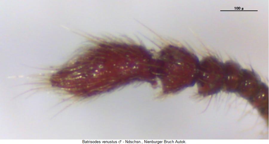 batrisodes_venustus_f3.jpg
