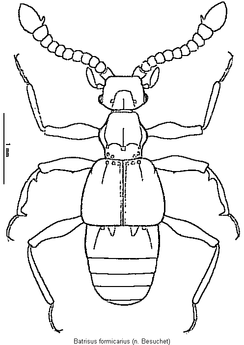 batrisus_formicarius_hab.gif