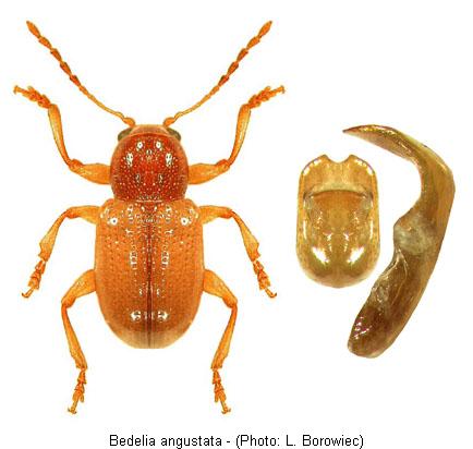 bedelia_angustata0.jpg