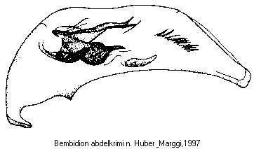 bembidion_abdelkrimi1.gif