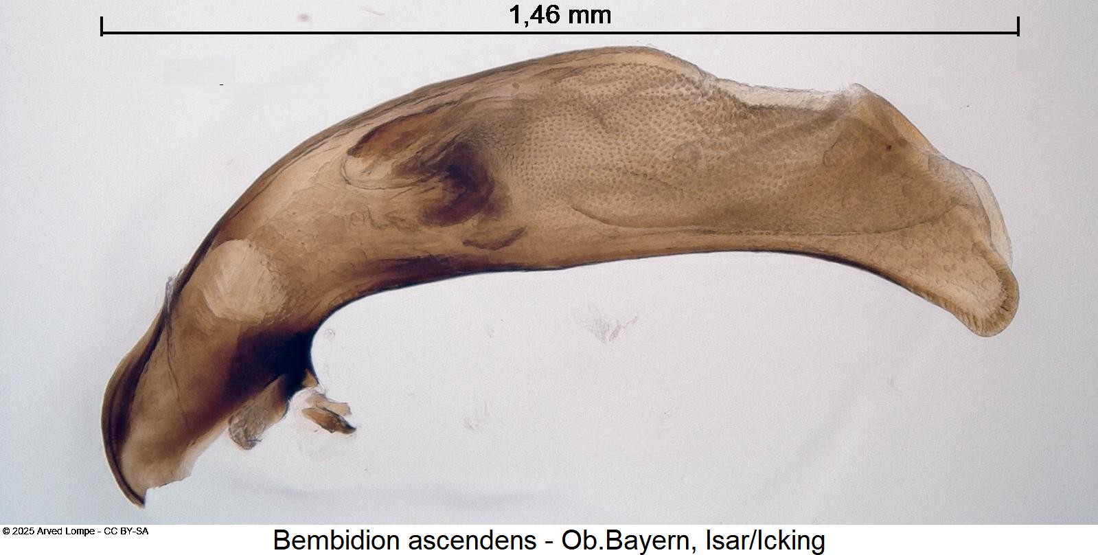 bembidion_ascendens.jpg