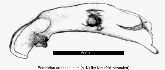 bembidion_atrocaeruleum.gif