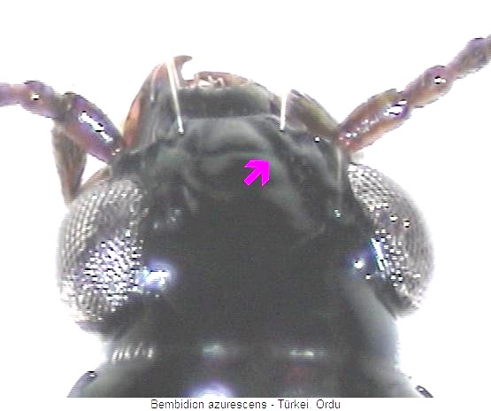 bembidion_azurescens_k.jpg