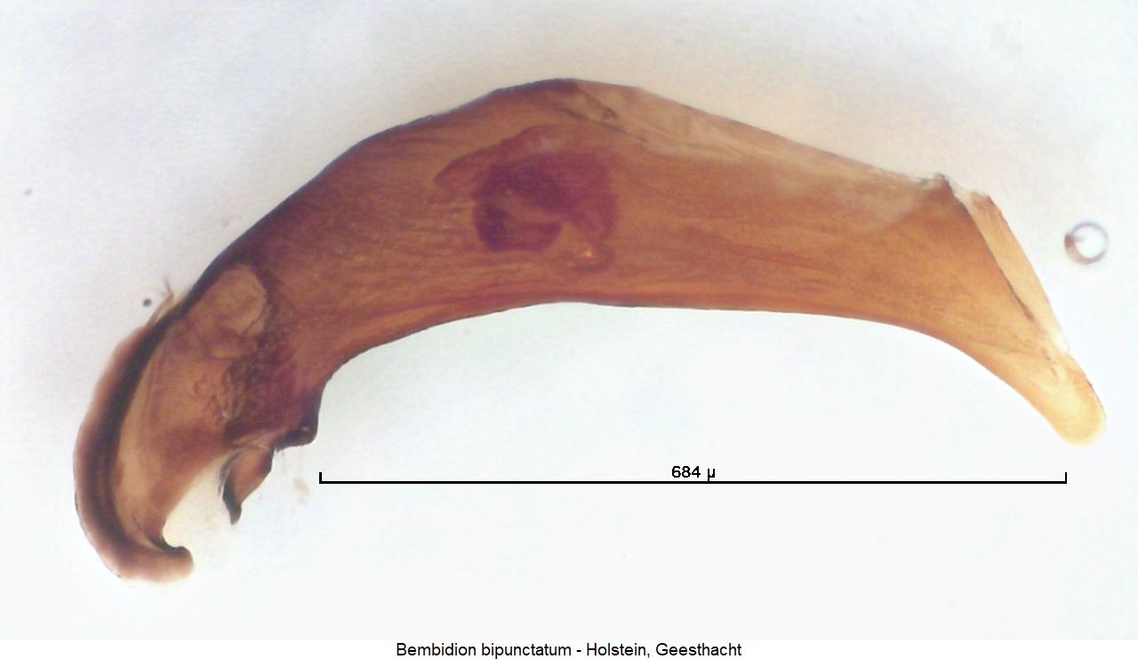 bembidion_bipunctatum1.jpg
