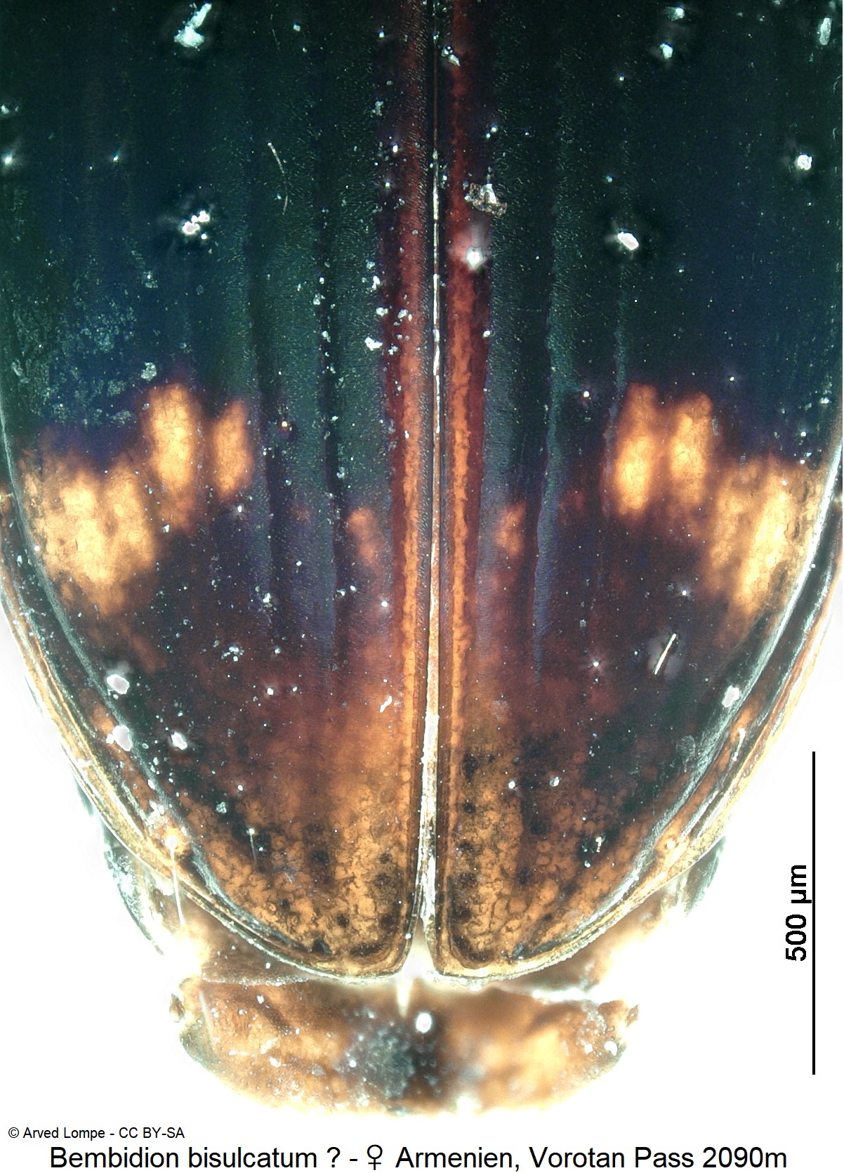 bembidion_bisulcatum_cf_w_ck6877258_dec.jpg