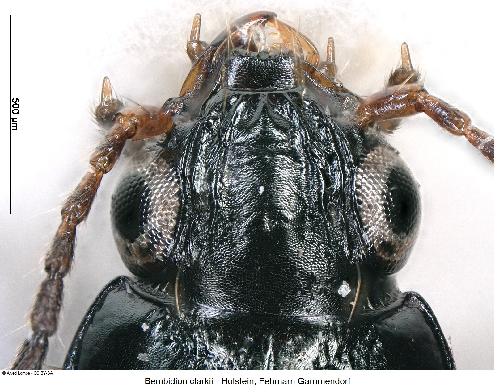 bembidion_clarkii_$929_k.jpg