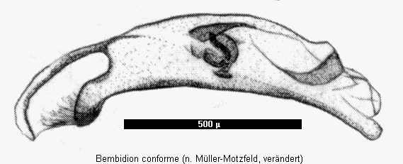 bembidion_conforme.gif