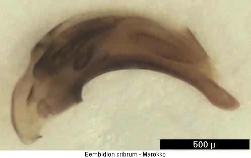 bembidion_cribrum.jpg