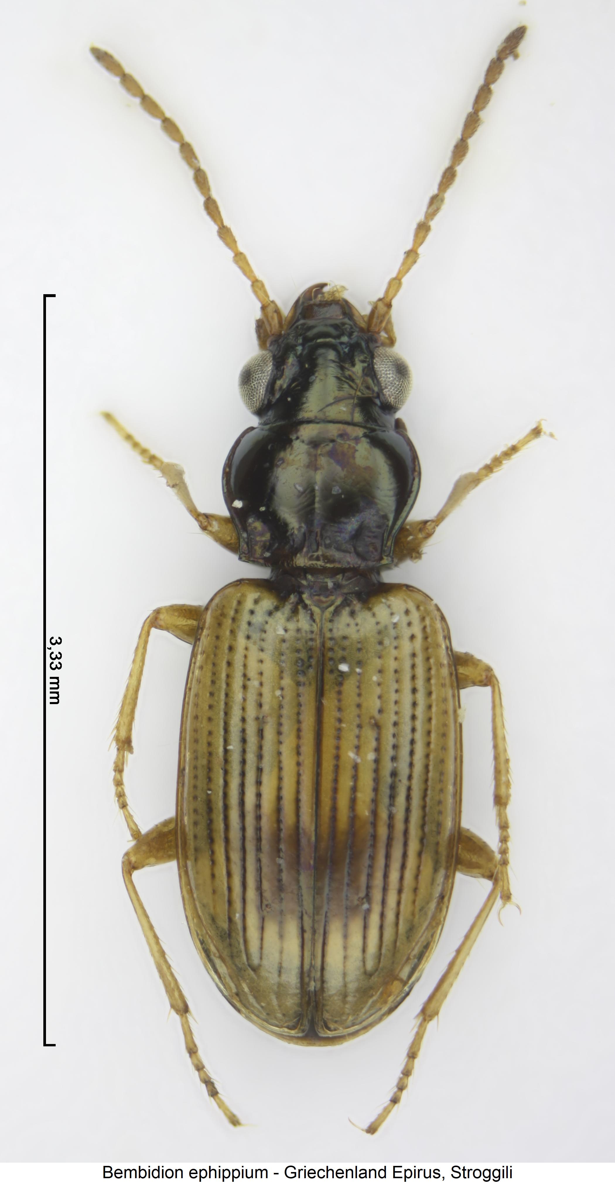 bembidion_ephippium_hab.jpg