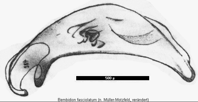 bembidion_fasciolatum.gif