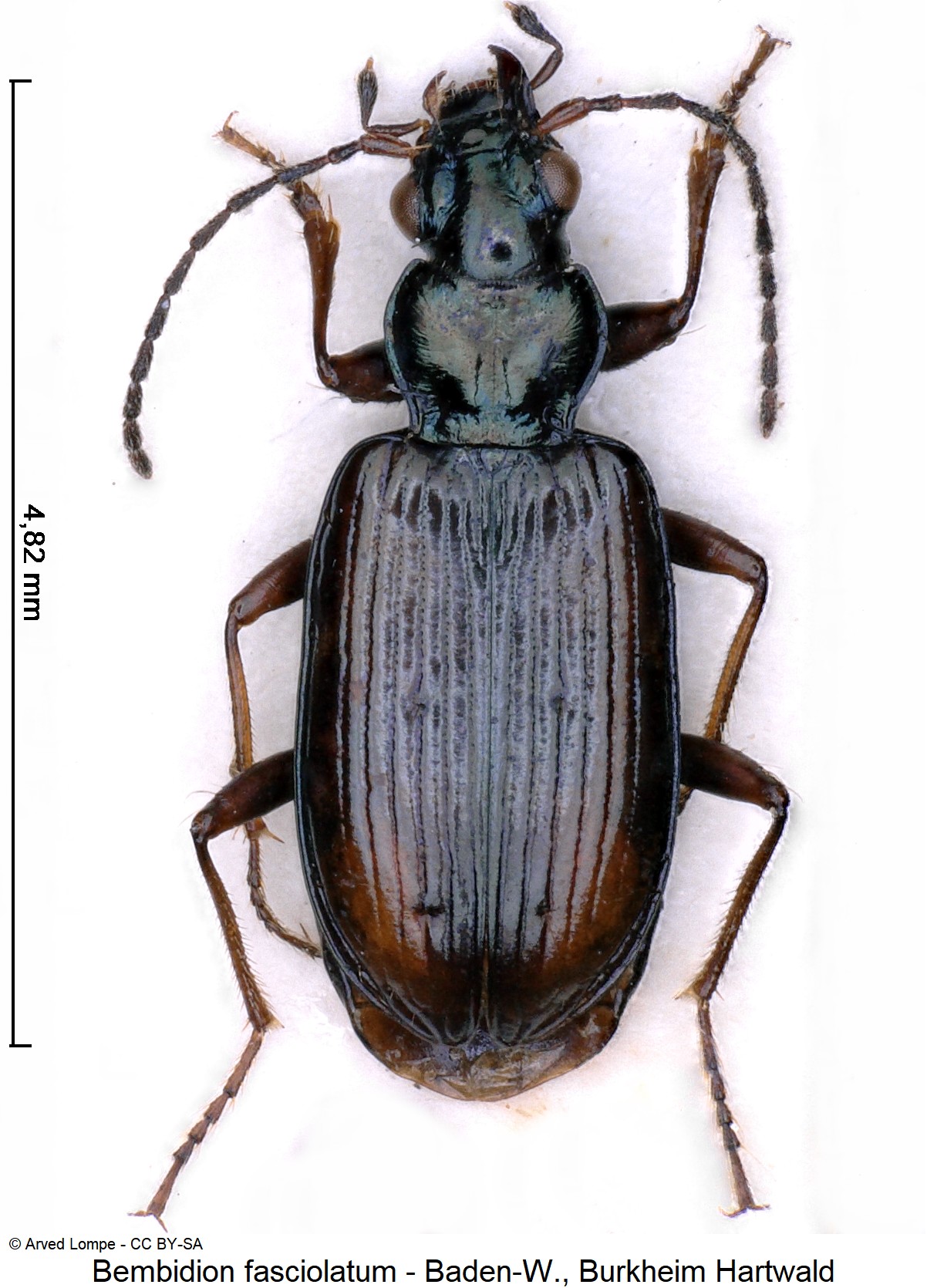 bembidion_fasciolatum_ck779_hab.jpg
