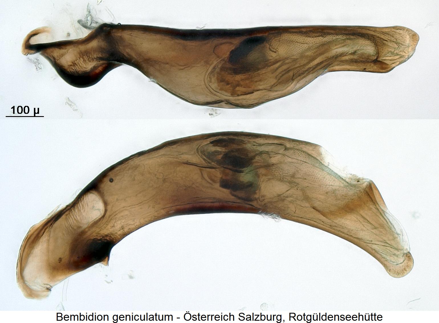 bembidion_geniculatum1.jpg