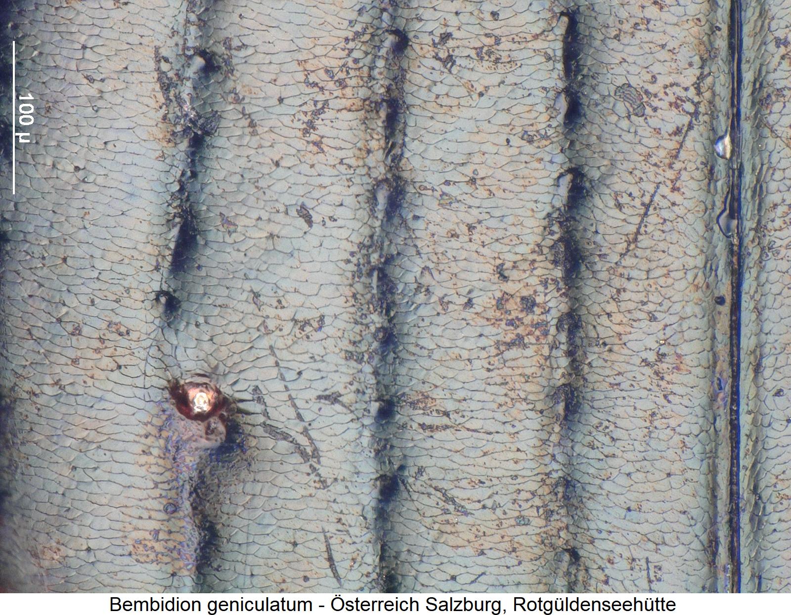 bembidion_geniculatum_ms1.jpg