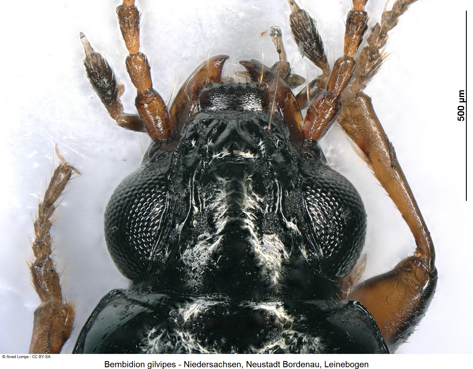 bembidion_gilvipes_$30876221_k.jpg
